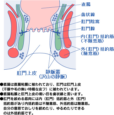 肛門の解剖図