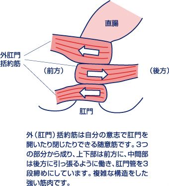 外肛門括約筋の図